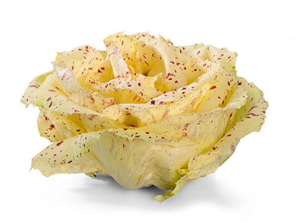 radicchio castelfranco