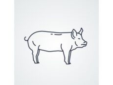 Maialino Sardo Di Suino da latte