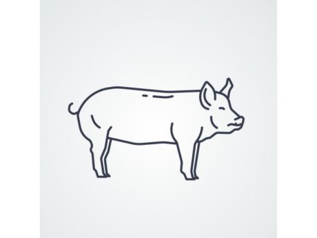 Maialino Sardo Di Suino da latte