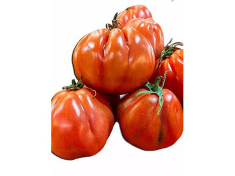 Pomodori Cuore di Bue