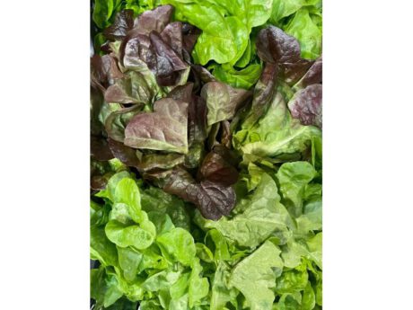 Insalata foglia di quercia