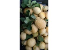 Limoni Non Trattati