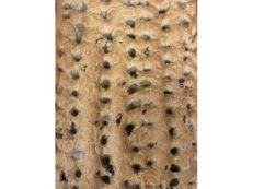 Novità Foccaccione Alle Olive, Salvia O Rosmarino