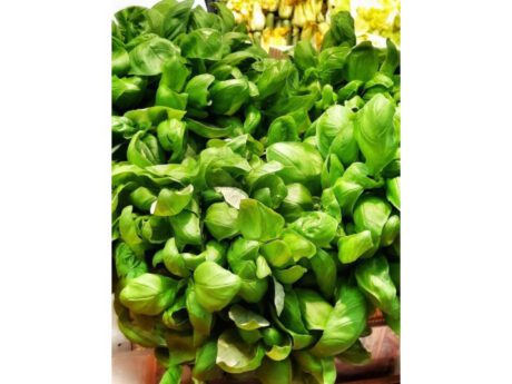 Basilico D.O.P. di Pra (Italia) (al mazzo)