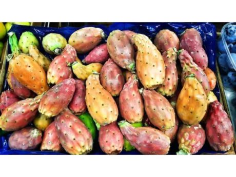 Fichi d'India "Bastardoni" (Italia)