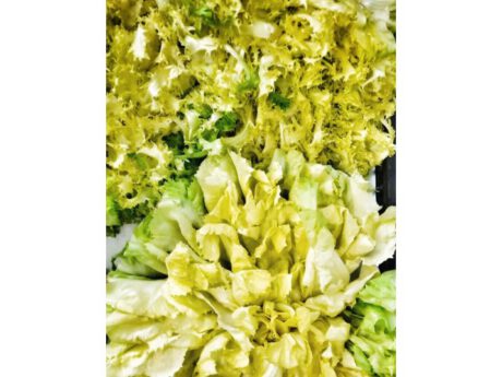 Insalata Scarola e Indivia