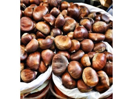 Marrone del Mugello (Italia)