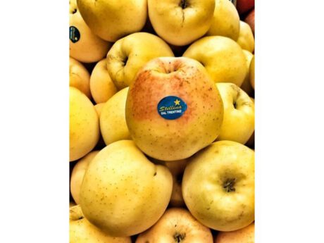 Mela Golden (Italia)