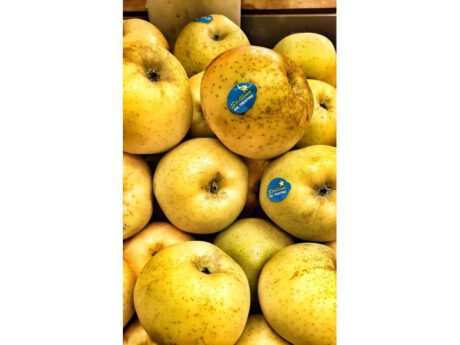 Mela Renetta (Italia)