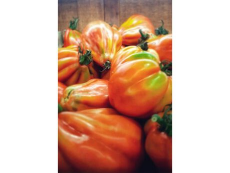 Pomodori Cuore di Bue (Italia)