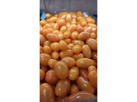 Pomodoro Datterino Giallo (Italia)