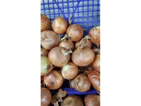 Cipolle bianche fresche igp Italia