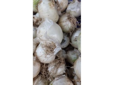 Cipolle bionde Italia