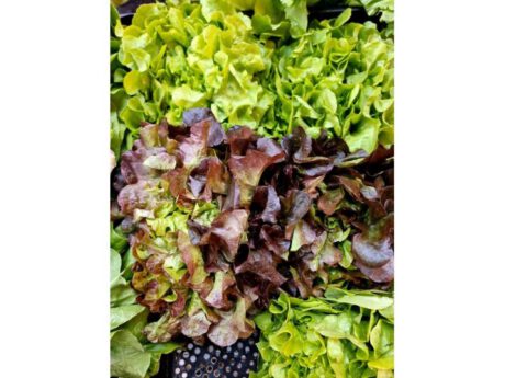 Foglia di quercia Italia