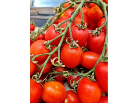 Pomodori piccadilly Sicilia