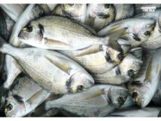 Orate Allevate Italia