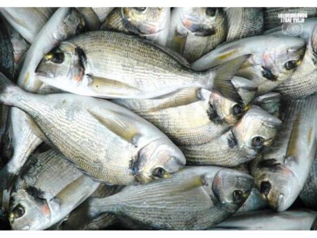 Orate Allevate Italia