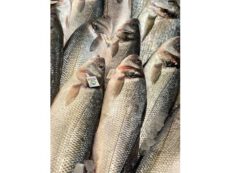 Branzino Allevato Liguria / Toscana