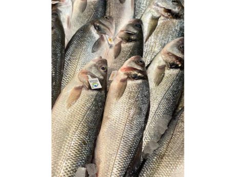 Branzino Allevato Liguria / Toscana