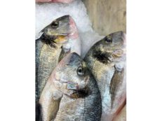 Orate Allevate Liguria / Toscana