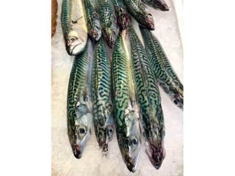 Sgombro (circa 500gr.)