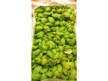 Basilico di Pra’ (Liguria)