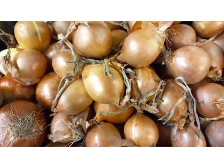 Cipolla Dorata Italia cat.1 (ca. 1 kg)