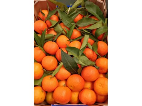 Clementine Italia cat.1