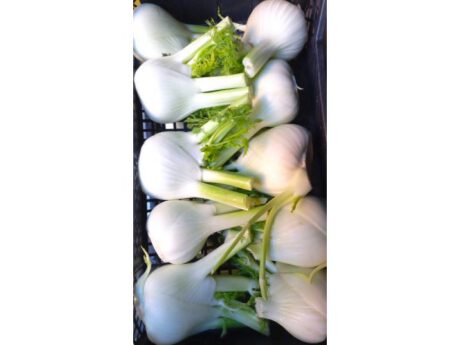 Finocchi Italia cat.1