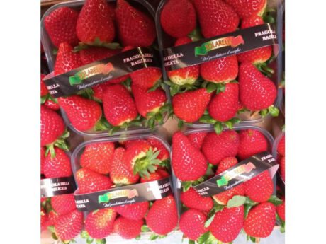 Fragole Italia-Basilicata Cat. 1