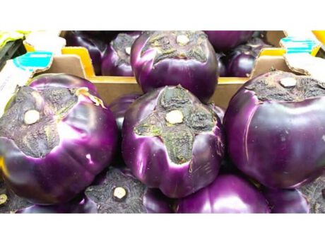 Melanzane Italia Viola cat.1 (ca. 750 gr.)