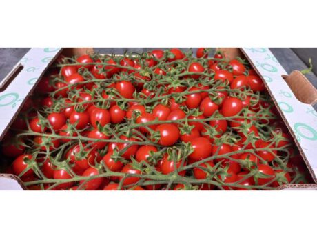 Pomodori datterino Italia cat.1