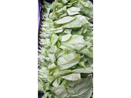 Radicchio di Lumarzo (Liguria)