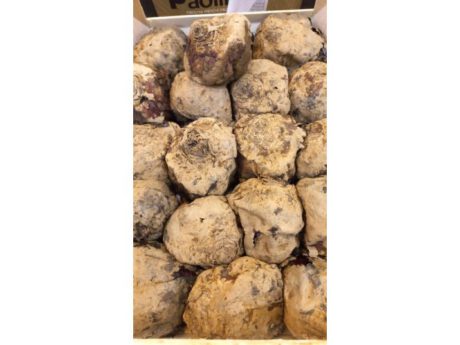 Rape cotte Italia cat.1