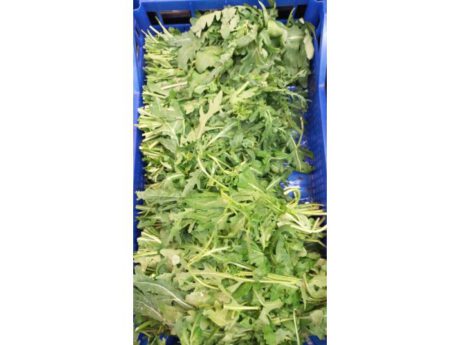 Rucola di Celle Ligure (Liguria)