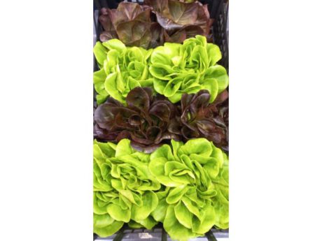 Salanova di Lumarzo (Liguria)