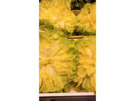 Scarola Italia cat.1