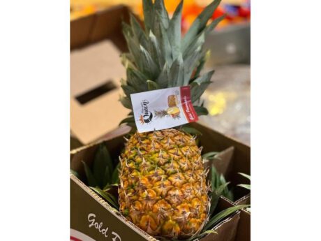 Ananas Prov. Estera I cat