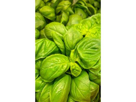 Basilico Genovese D.O.P (al mazzo)