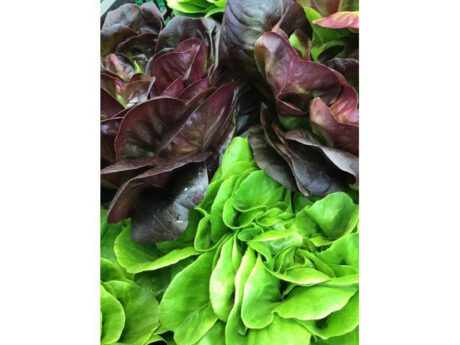 Insalata salanova Lumarzo Italia I cat