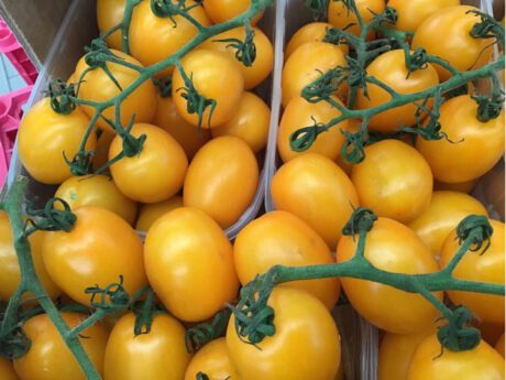 Piccadilly Giallo Italia I cat.