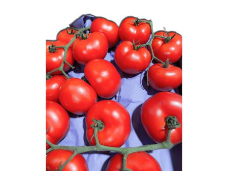 Pomodoro grappolo