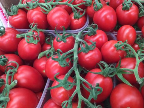 Pomodoro piccadilly rosso Italia I cat