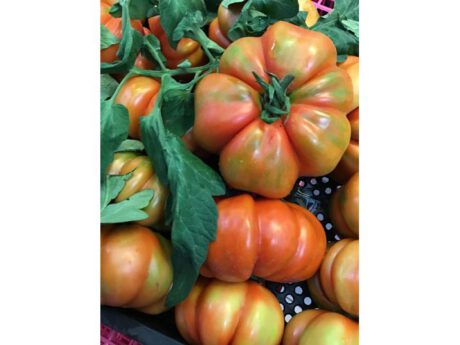 Pomodoro Poursemin Italia I cat