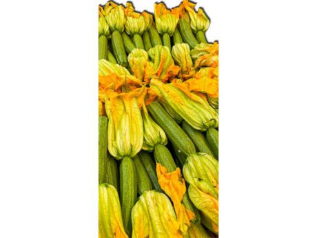 Zucchini Italia I cat