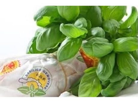 Basilico Genovese D.O.P. (Italia)