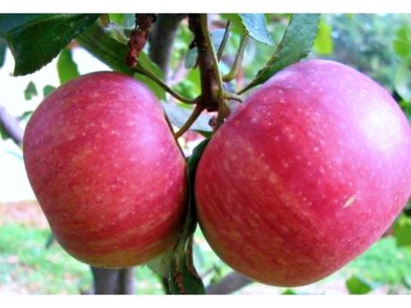 Mele Annurca (Italia)