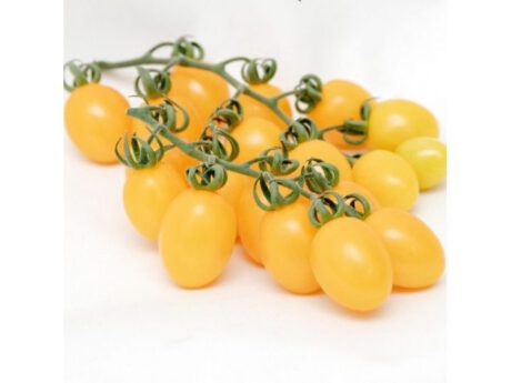 Pomodori Datterini Gialli (Italia)