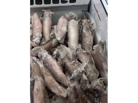 Calamari patagonia sporchi