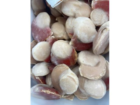 Cappesante sgusciate